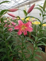 [5163 Corsini No02.JPG]